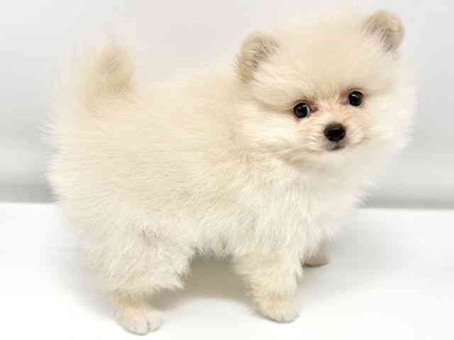 大阪府のポメラニアン (ひごペットフレンドリーイオンタウン豊中庄内店/2025年8月18日生まれ/男の子/クリーム)の子犬の2枚目の画像