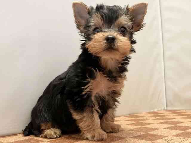 愛媛県のヨークシャーテリア (ひごペットフレンドリーエミフルMASAKI店/2025年8月18日生まれ/男の子/スチールブルータン)の子犬の2枚目の画像