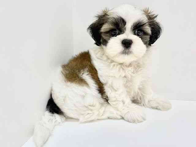 大阪府のシーズー (ひごペットフレンドリーいこらもーる泉佐野店/2025年8月14日生まれ/男の子/ゴールドホワイト)の子犬の2枚目の画像