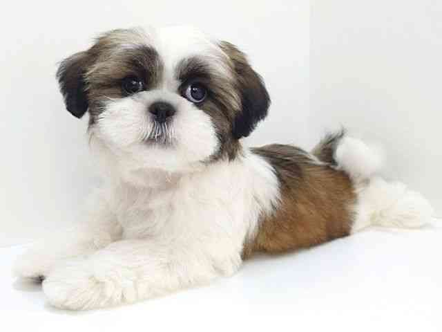 大阪府のシーズー (ひごペットフレンドリーいこらもーる泉佐野店/2025年8月14日生まれ/男の子/ゴールドホワイト)の子犬の2枚目の画像