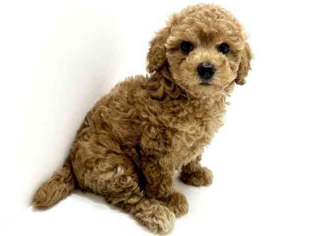 大阪府のトイプードル(トイ) (ひごペットフレンドリーベルファⅡ都島店/2025年8月18日生まれ/女の子/アプリコット)の子犬の2枚目の画像