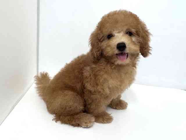 大阪府のトイプードル(トイ) (ひごペットフレンドリーベルファⅡ都島店/2025年8月18日生まれ/女の子/アプリコット)の子犬の2枚目の画像