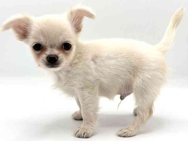 愛知県のチワワ(ロング) (ひごペットフレンドリープライムツリー赤池店/2025年8月10日生まれ/男の子/ホワイト)の子犬の2枚目の画像