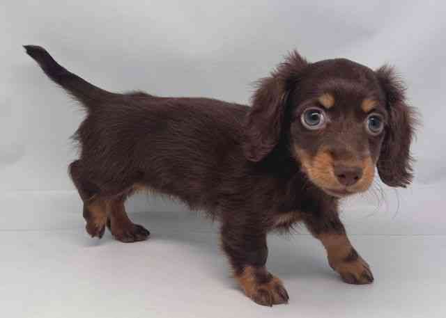 鳥取県のミニチュアダックスフンド(ロング) (ひごペットフレンドリーイオンモール鳥取北店/2025年8月17日生まれ/女の子/チョコレートタン)の子犬の2枚目の画像