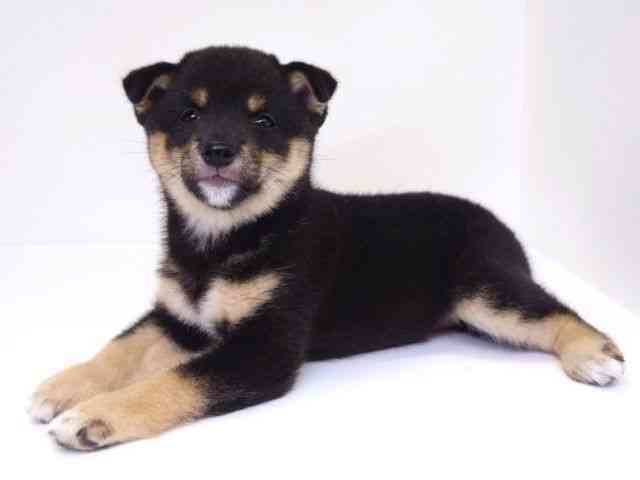 大阪府の柴犬(標準サイズ) (ひごペットフレンドリーいこらもーる泉佐野店/2025年8月14日生まれ/女の子/黒)の子犬の2枚目の画像