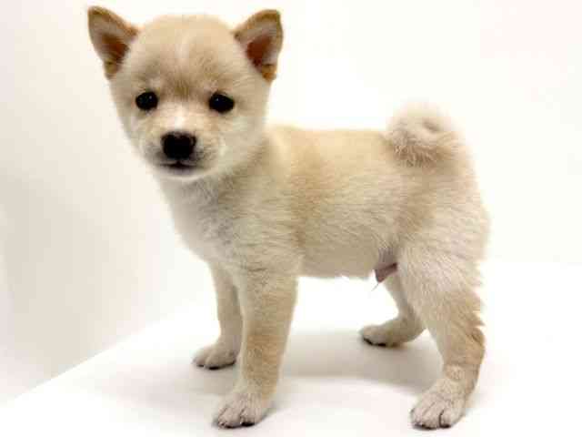 大阪府の柴犬(標準サイズ) (ひごペットフレンドリーくずはモール店/2025年8月18日生まれ/男の子/白)の子犬の2枚目の画像