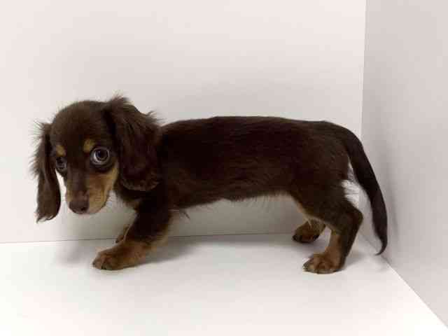 愛知県のカニンヘンダックスフンド(ロング) (ひごペットフレンドリーイトーヨーカドー知多店/2025年8月14日生まれ/女の子/チョコレートタン)の子犬の2枚目の画像