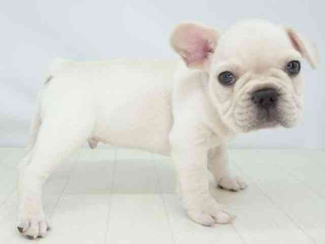 福岡県のフレンチブルドッグ (ひごペットフレンドリーゆめタウン筑紫野店/2025年8月18日生まれ/男の子/クリーム)の子犬の2枚目の画像