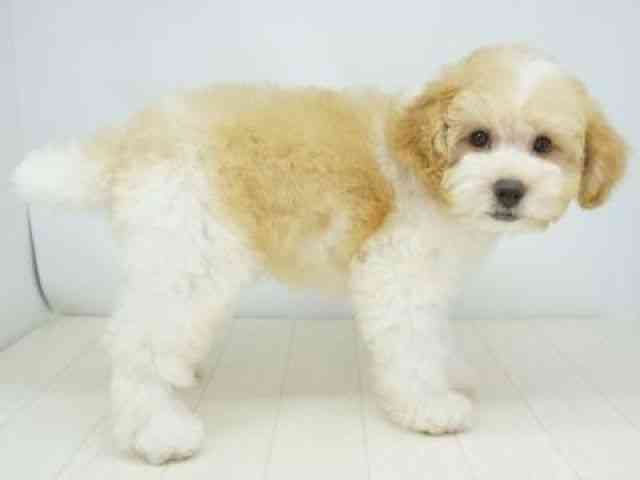 福岡県のトイプードル(トイ) (ひごペットフレンドリーゆめタウン筑紫野店/2025年8月18日生まれ/男の子/レッドホワイト)の子犬の2枚目の画像