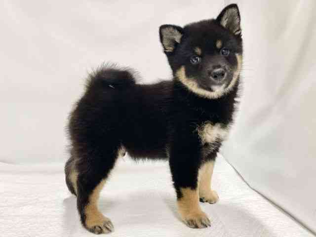 高知県の柴犬(標準サイズ) (ひごペットフレンドリーイオンモール高知店/2025年8月16日生まれ/男の子/黒)の子犬の2枚目の画像