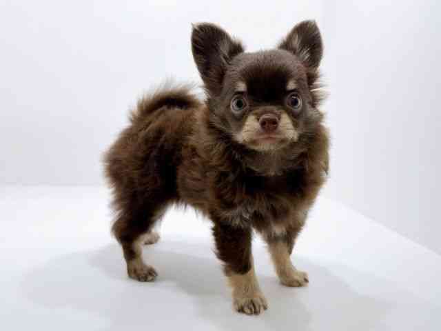 兵庫県のチワワ(ロング) (ひごペットフレンドリーコロワ甲子園店/2025年8月17日生まれ/男の子/チョコレートタンホワイト)の子犬の2枚目の画像