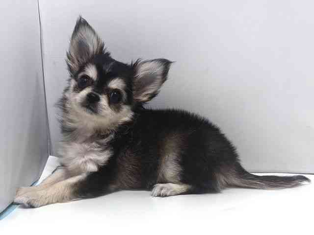 奈良県のチワワ(ロング) (ひごペットフレンドリー奈良パワーシティ店/2025年8月19日生まれ/女の子/ウルフホワイト)の子犬の2枚目の画像