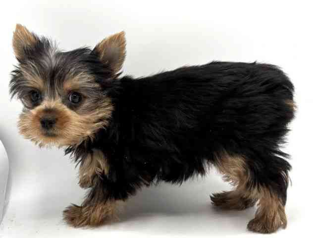 大阪府のヨークシャーテリア (ひごペットフレンドリーみのおキューズモール店/2025年8月17日生まれ/女の子/スチールブルータン)の子犬の2枚目の画像