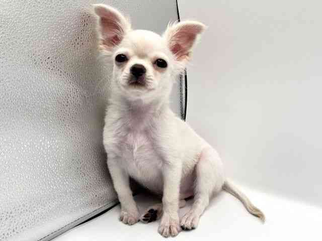 京都府のチワワ(ロング) (ひごペットフレンドリーイオンモール高の原店/2025年8月18日生まれ/男の子/クリーム)の子犬の2枚目の画像