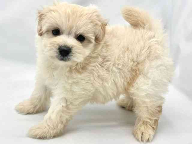 大阪府のポメプー(ポメラニアン×プードル) (ひごペットフレンドリーイトーヨーカドー津久野店/2025年8月19日生まれ/男の子/クリーム)の子犬の2枚目の画像