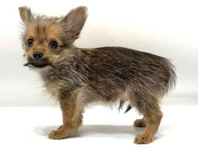 愛知県のポメキー(ポメラニアン×ヨークシャーテリア) (ひごペットフレンドリーヴィアモール アピタ江南西店/2025年8月18日生まれ/男の子/オレンジセーブル)の子犬の2枚目の画像