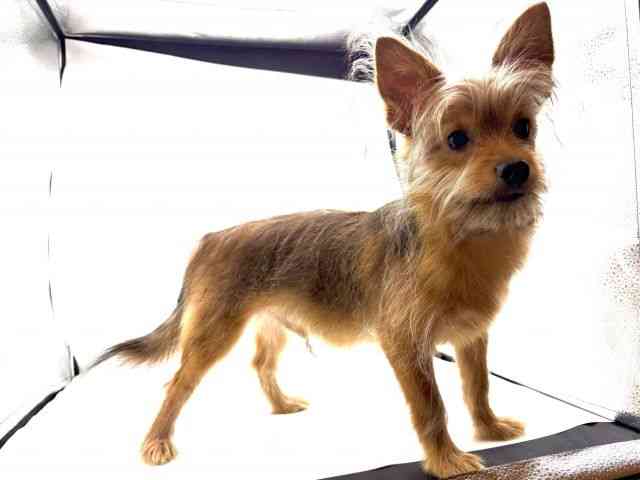 愛知県のポメキー(ポメラニアン×ヨークシャーテリア) (ひごペットフレンドリーヴィアモール アピタ江南西店/2025年8月18日生まれ/男の子/オレンジセーブル)の子犬の2枚目の画像