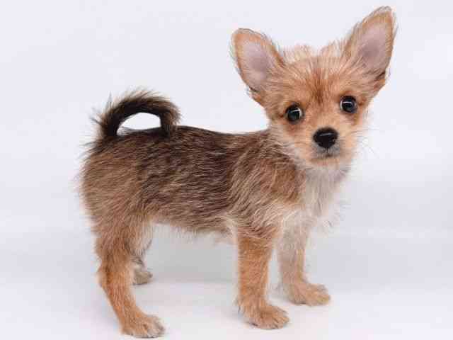 大阪府のポメキー(ポメラニアン×ヨークシャーテリア) (ひごペットフレンドリー瓜破店/2025年8月18日生まれ/女の子/オレンジセーブル)の子犬の2枚目の画像