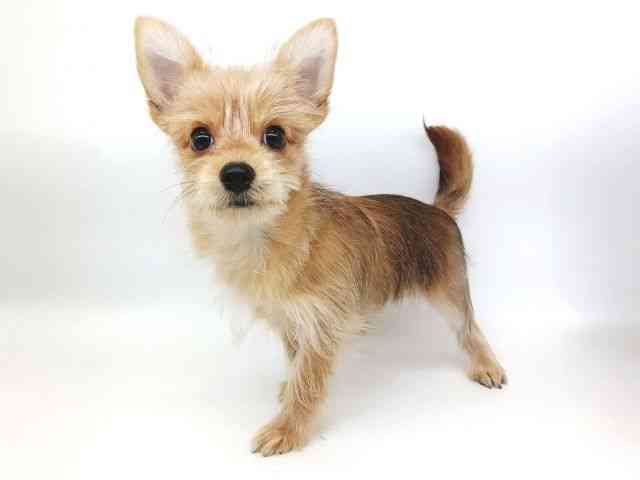 大阪府のポメキー(ポメラニアン×ヨークシャーテリア) (ひごペットフレンドリー泉ヶ丘店/2025年8月18日生まれ/女の子/オレンジセーブル)の子犬の2枚目の画像