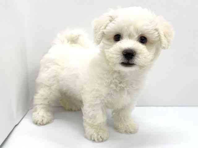 大阪府のビションフリーゼ (ひごペットフレンドリーイオンタウン茨木太田店/2025年8月12日生まれ/男の子/ホワイト)の子犬の2枚目の画像