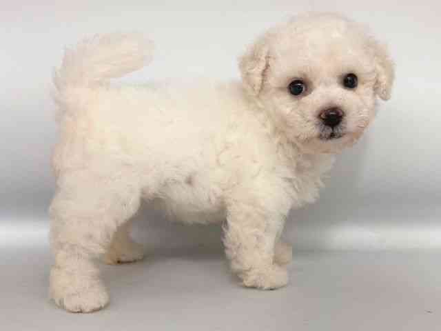 大阪府のビションフリーゼ (ひごペットフレンドリー岸和田店/2025年8月12日生まれ/女の子/ホワイト)の子犬の2枚目の画像