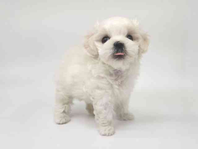 大阪府のマルチーズ (ひごペットフレンドリー泉ヶ丘店/2025年8月19日生まれ/女の子/ホワイト)の子犬の2枚目の画像