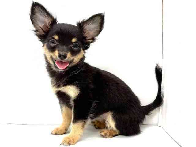 大阪府のチワワ(ロング) (ひごペットフレンドリーイオンタウン茨木太田店/2025年8月17日生まれ/女の子/ブラックホワイトタン)の子犬の2枚目の画像