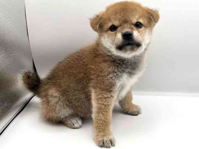 京都府の柴犬(標準サイズ) (ひごペットフレンドリーイオンモール高の原店/2025年8月19日生まれ/男の子/赤)の子犬の2枚目の画像