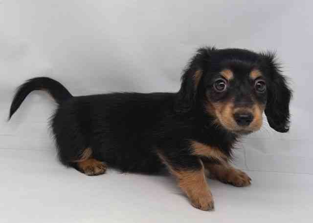 鳥取県のミニチュアダックスフンド(ロング) (ひごペットフレンドリーイオンモール鳥取北店/2025年8月19日生まれ/女の子/ブラックタン)の子犬の2枚目の画像