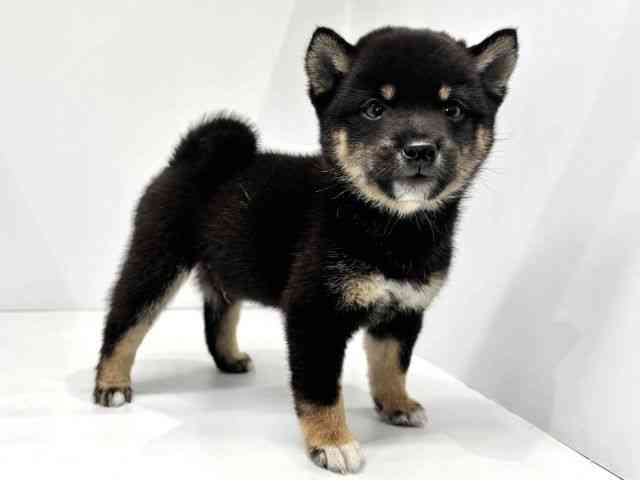 大阪府の柴犬(標準サイズ) (ひごペットフレンドリーセブンパーク天美店/2025年8月14日生まれ/男の子/黒)の子犬の2枚目の画像