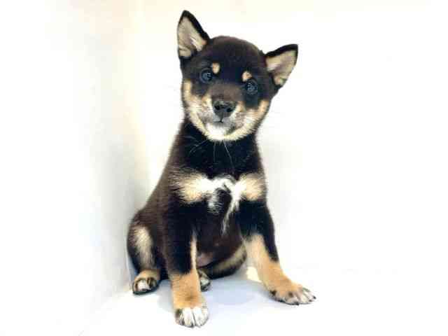 大阪府の柴犬(標準サイズ) (ひごペットフレンドリーセブンパーク天美店/2025年8月14日生まれ/男の子/黒)の子犬の2枚目の画像