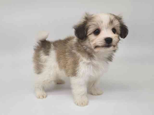 大阪府のハーフ犬・ミックス犬 (ひごペットフレンドリー泉ヶ丘店/2025年8月17日生まれ/男の子/ホワイトブラウン)の子犬の2枚目の画像