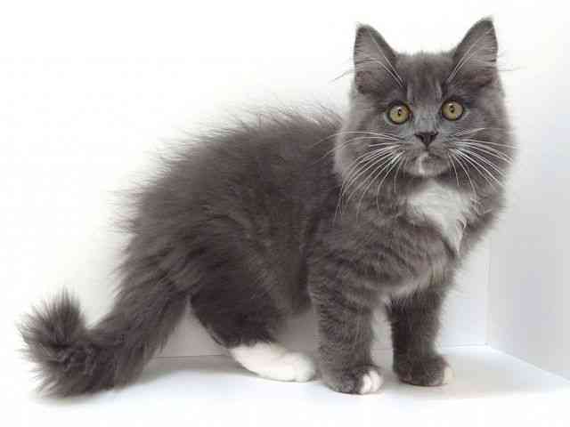 大阪府のマンチカン (ひごペットフレンドリーいこらもーる泉佐野店/2025年8月20日生まれ/男の子/ブルーホワイト)の子猫の2枚目の画像