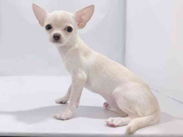 大阪府のチワワ(スムース) (ひごペットフレンドリーイズミヤショッピングセンター千里丘店/2025年8月14日生まれ/女の子/クリーム)の子犬の2枚目の画像