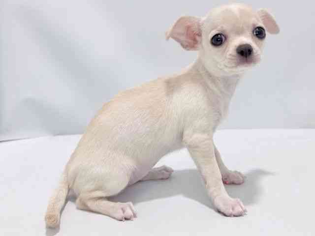 大阪府のチワワ(スムース) (ひごペットフレンドリーイズミヤショッピングセンター千里丘店/2025年8月14日生まれ/女の子/クリーム)の子犬の2枚目の画像