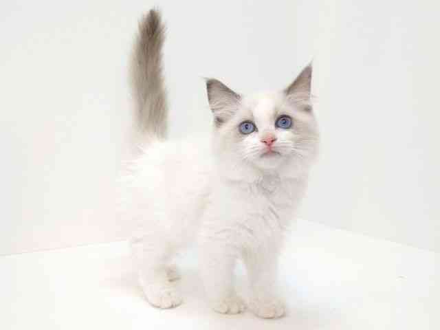 大阪府のラグドール (ひごペットフレンドリーいこらもーる泉佐野店/2025年8月14日生まれ/女の子/ブルーポイントバイカラー)の子猫の2枚目の画像