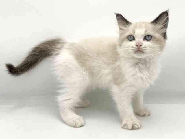 大阪府のラグドール (ひごペットフレンドリーららぽーとEXPOCITY店/2025年8月14日生まれ/女の子/シールポイントバイカラー)の子猫の2枚目の画像