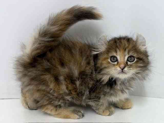 大阪府のアメリカンカール (ひごペットフレンドリーベルファⅡ都島店/2025年8月20日生まれ/女の子/ブラウンパッチドタビー)の子猫の2枚目の画像