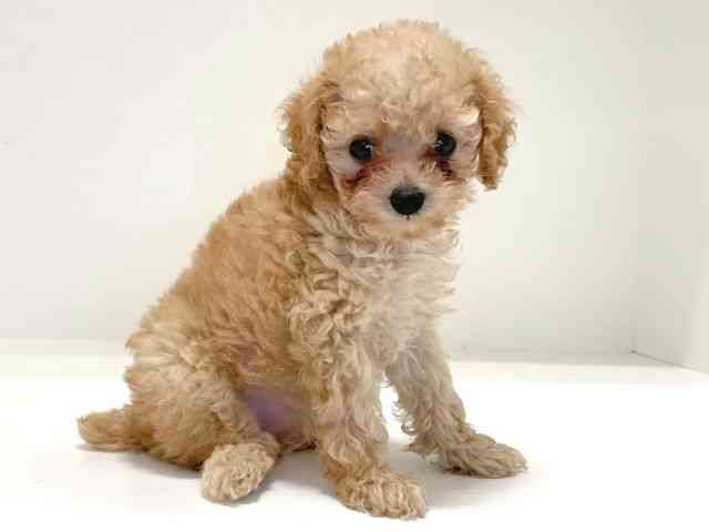 兵庫県のトイプードル(トイ) (ひごペットフレンドリーイトーヨーカドー明石店/2025年8月19日生まれ/女の子/クリーム)の子犬の2枚目の画像