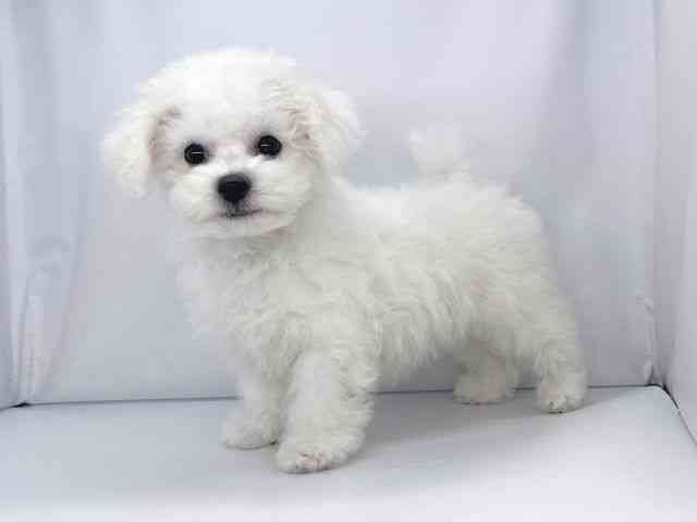 兵庫県のビションフリーゼ (ひごペットフレンドリーイオンタウン加古川店/2025年8月20日生まれ/男の子/ホワイト)の子犬の2枚目の画像