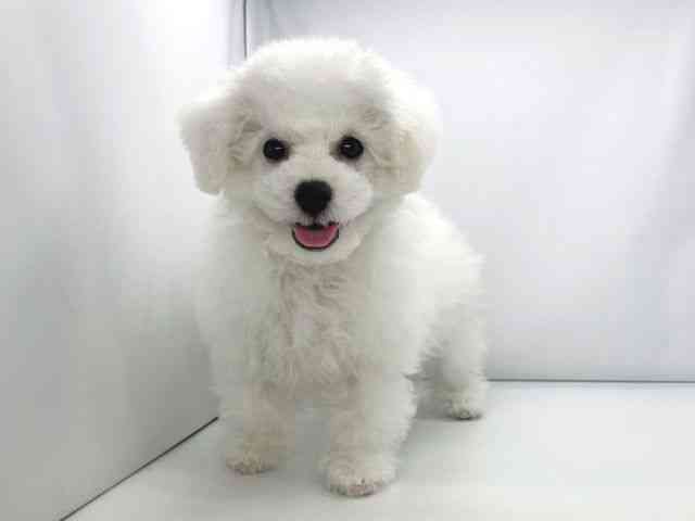 兵庫県のビションフリーゼ (ひごペットフレンドリーイオンタウン加古川店/2025年8月20日生まれ/男の子/ホワイト)の子犬の2枚目の画像