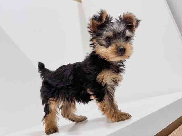 奈良県のヨークシャーテリア (ひごペットフレンドリーイオンモール橿原ウエスト・ビレッジ店/2025年8月14日生まれ/男の子/スチールブルータン)の子犬の2枚目の画像