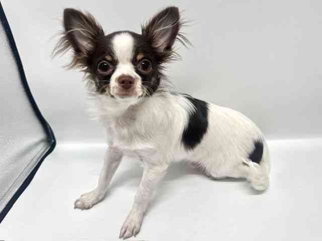 大阪府のチワワ(ロング) (ひごペットフレンドリーイオンタウン豊中庄内店/2025年8月18日生まれ/男の子/ホワイトチョコレートタン)の子犬の2枚目の画像