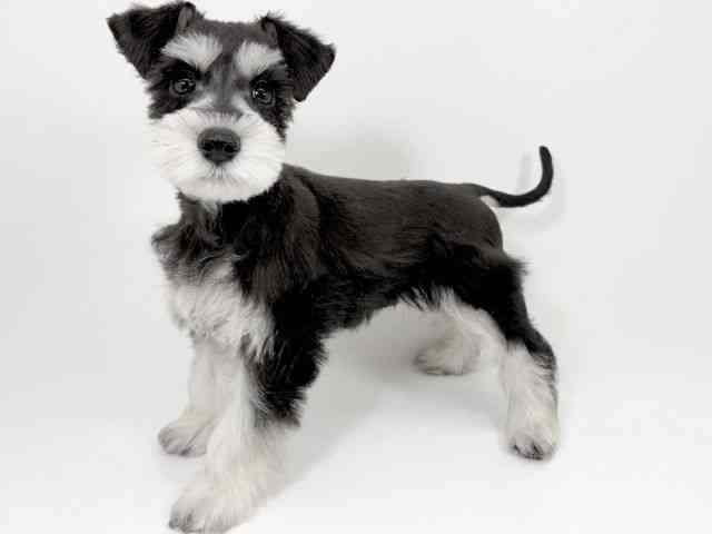 京都府のミニチュアシュナウザー (ひごペットフレンドリーイズミヤショッピングセンター八幡店/2025年8月19日生まれ/女の子/ブラックシルバー)の子犬の2枚目の画像