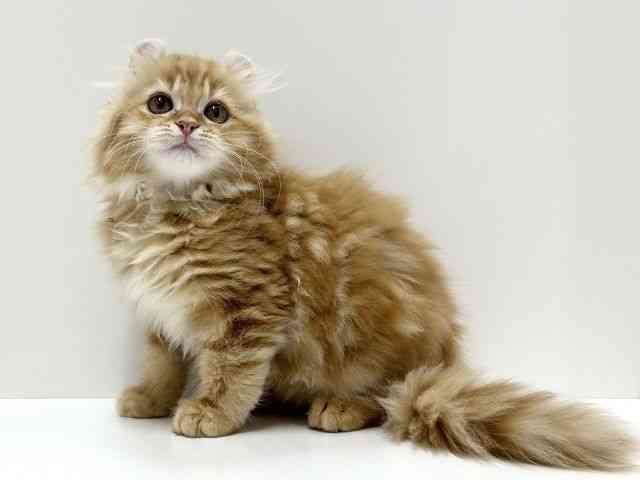 愛知県のアメリカンカール (ひごペットフレンドリーららぽーと名古屋みなとアクルス店/2025年8月20日生まれ/男の子/レッドタビー)の子猫の2枚目の画像