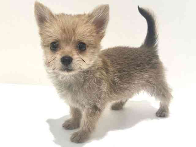 大阪府のポメキー(ポメラニアン×ヨークシャーテリア) (ひごペットフレンドリーイオン高槻店/2025年8月21日生まれ/女の子/オレンジ)の子犬の2枚目の画像