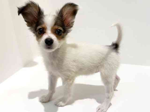 大阪府のパピヨン (ひごペットフレンドリーイオン高槻店/2025年8月20日生まれ/女の子/ホワイトブラウン)の子犬の2枚目の画像