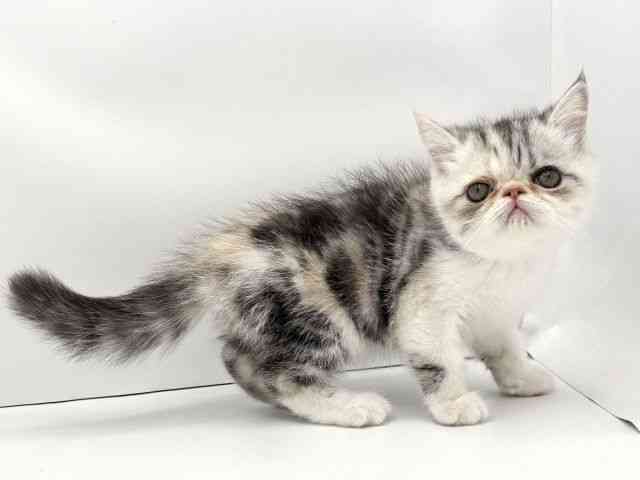 兵庫県のエキゾチック (ひごペットフレンドリークラウンパーク伊丹店/2025年8月20日生まれ/女の子/ブルーシルバーパッチドタビーホワイト)の子猫の2枚目の画像