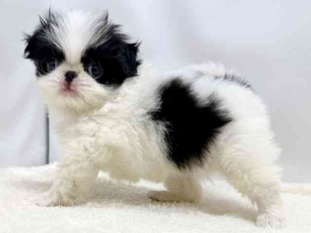 広島県の狆 (ひごペットフレンドリーゆめタウン廿日市店/2025年8月20日生まれ/男の子/白黒)の子犬の2枚目の画像