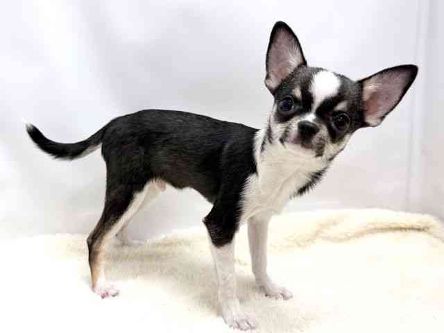 広島県のチワワ(スムース) (ひごペットフレンドリーゆめタウン廿日市店/2025年8月13日生まれ/男の子/ブラックタンホワイト)の子犬の2枚目の画像